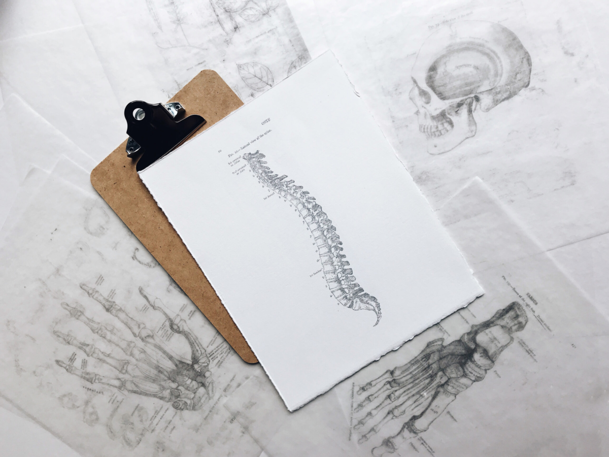 Detailed model of the human spine and vertebrae representing Simo Massage's knowledge of anatomy and therapeutic massage techniques in Miami, FL.